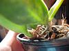 First Time Growing Cattleya Help Please.-dscf2919-jpg