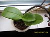 Possibly SOGO mini Phal.? Help with care- lots of problems-dsci0015-jpg