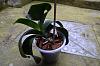 Phalaenopsis dark leaves-dsc_0833-jpg