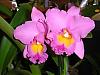 aos orchid fest 11-10-07..round 2-cimg0040-redone-jpg