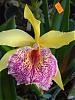 aos orchid fest 11-10-07..round 2-cimg0062-redone-jpg