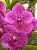 aos orchid fest 11-10-07..round 2-cimg0092-redone-jpg