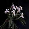 Neofinetia richardsiana-shisenpmc1600-jpg