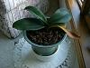 Newbie needs help with Phalaenopsis care-cimg2399-jpg