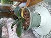 Newbie needs help with Phalaenopsis care-cimg2400-jpg