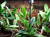 my okla light stand-light-stand-orchids-045-jpg