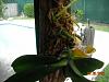 Mounting a Phalaenopsis ......?-dscn2971-640x480-jpg