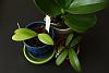 Phalaenopsis equestris - pale green leaves-img_8014-jpg