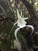 Ghost Orchid in Fakahatchee-imageuploadedbytapatalk1340212302-506884-jpg