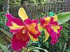 Why are the petals not flat?-taiwan-queen-golden-monkey-jpg