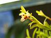 First bloom on Max arbuscula-p6196892-2-jpg