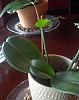 My Orchid is...Pregnant?! Keiki Worries, Ragged Roots, and Funky Fungus-keiki-jpg