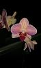 new to orchids and need help-imag0207-jpg