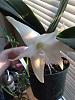 Angraecum Lemforde 'White Beauty,' June Blooms!-img_0440-jpg