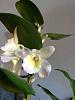 Dendrobium Nobile with surprise-imageuploadedbytapatalk1341596006-474662-jpg