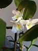 Dendrobium Nobile with surprise-imageuploadedbytapatalk1341596016-228333-jpg