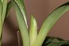 Paphiopedilum Maudiae (Flower Spike)-paph-maudiae-flower-spike1-jpg