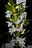 Orchidaceae ID-orkideer-032-f1024-jpg