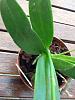 My first Phalaenopsis Equestris-imageuploadedbytapatalk1341744259-659179-jpg