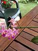 My first Phalaenopsis Equestris-imageuploadedbytapatalk1341744282-329076-jpg