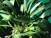 Is a WiLs. Aloha Sparks 'Halloween' an oncidium?-imageuploadedbytapatalk1342367551-261044-jpg