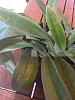 Paphiopedilum Maudiae (Flower Spike)-imageuploadedbytapatalk1342795496-395019-jpg