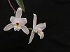 Laelia albida in bloom-orchids-380-medium-jpg