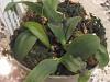 New Phalaenopsis Compot- Need Help!! Leaves Fell Off of One Plant-img_0923-jpg