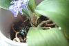 Is my Phal salvageable?-img_5438small-jpg