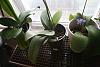 Is my Phal salvageable?-img_5440small-jpg
