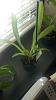 Paphiopedilum henryanum with brown spots on leaves-uploadfromtaptalk1343831339005-jpg