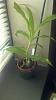 Paphiopedilum henryanum with brown spots on leaves-uploadfromtaptalk1343831345302-jpg
