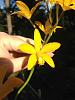 L. Seagulls Tangerine 'SVO' HCC/AOS x L. briegeri 'Star of Brazil' HCC/AOS-imageuploadedbytapatalk1343876512-088070-jpg