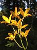 L. Seagulls Tangerine 'SVO' HCC/AOS x L. briegeri 'Star of Brazil' HCC/AOS-imageuploadedbytapatalk1343876607-173757-jpg
