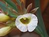 Galeandra baueri bloomed-galeandra-bauri-flower-close-2-8-12-jpg