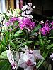 Grow area pictures thread-orchids_windowsill002-jpg
