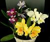 This is a Quiz-sunday-orchids-jpg