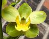Cyrtopodium polyphyllum-cyrtopodium-polyphyllum-jpg