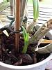 Dendrobium Phalaenopsis spiking-imageuploadedbytapatalk1344844483-769017-jpg