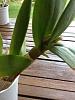Dendrobium Phalaenopsis spiking-imageuploadedbytapatalk1344844502-009403-jpg