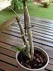 Dendrobium Phalaenopsis spiking-imageuploadedbytapatalk1344844593-530653-jpg