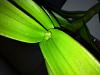 Dendrobium Phalaenopsis: Spike or Keiki?-dend2-jpg