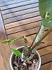 Dendrobium Phalaenopsis: Spike or Keiki?-imageuploadedbytapatalk1345210213-041345-jpg