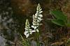 Spiranthes cernua? and others from New Hampshire-spiranthes-cernua-02-jpg