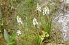 Spiranthes cernua? and others from New Hampshire-spiranthes-cernua-03-jpg