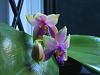 Everblooming Orchids! Yeah!!-orchids-003-jpg