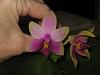 Everblooming Orchids! Yeah!!-phal-bellina-bloom-spikes-orchid-board-010-jpg