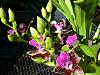 Zygopetalum Advance Australia HOF - 32 blooms/buds-p1000538-jpg