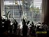 My Complete Orchid Collection-phnotos-006-jpg