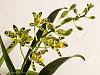 Ansellia africana first bloom-img_1160-jpg